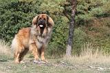 LEONBERG 104